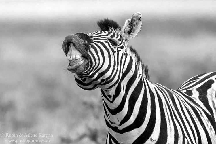 Zebra, Etosha National Park #Namibia