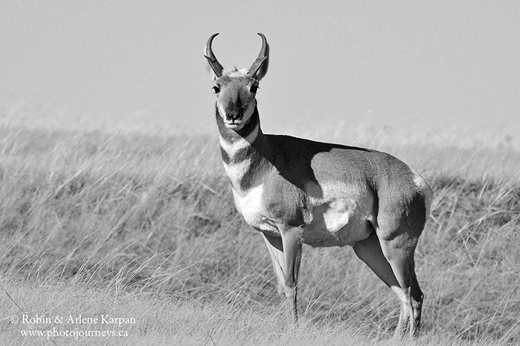 Pronghorn, southern Saskatchewan