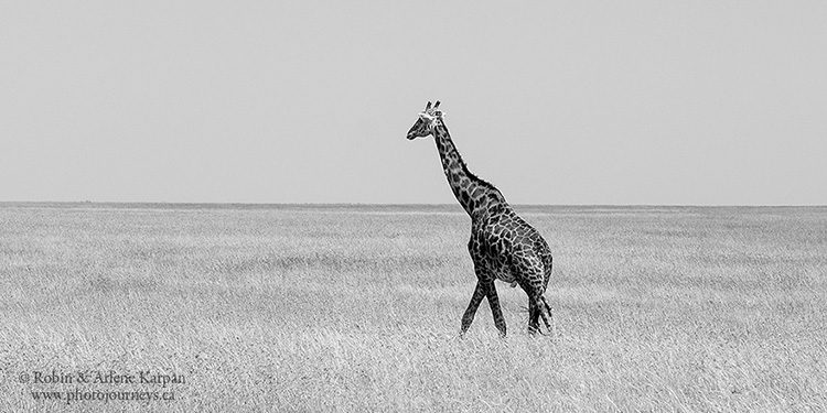 Giraffe, Serengeti National Park, Tanzania