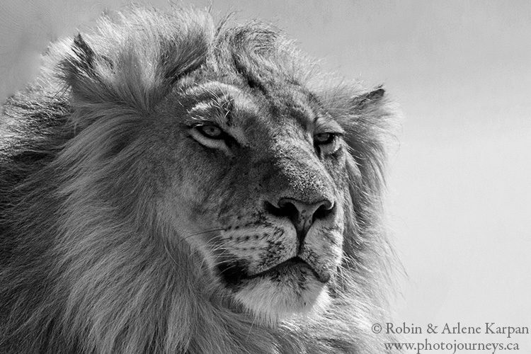 Lion, Kgalagadi Transfrontier Park, South Africa