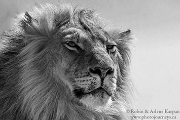 Lion, Kgalagadi Transfrontier Park, South Africa