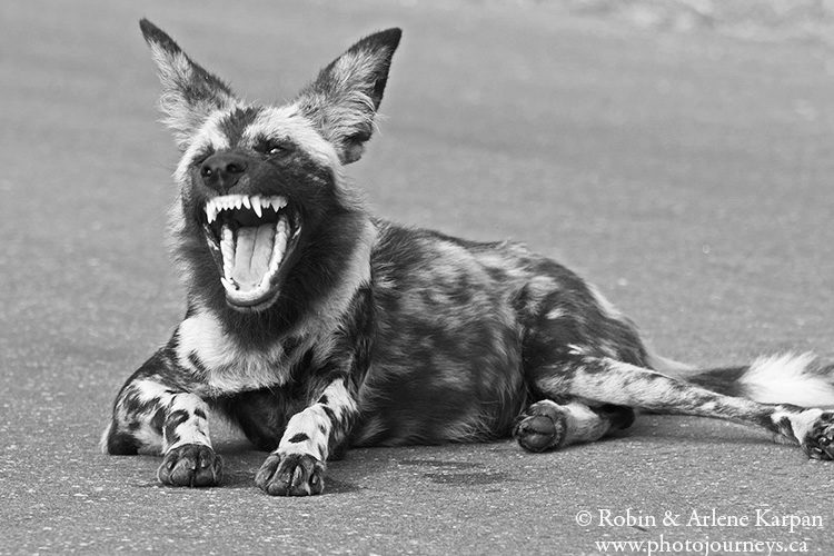 African wild dog, Kruger National Park, South Africa.