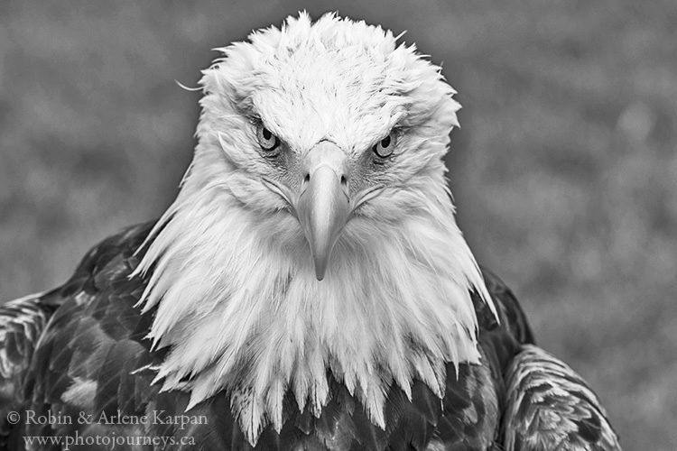 Bald eagle, Alberta Birds of Prey Centre, Coaldale, Alberta.