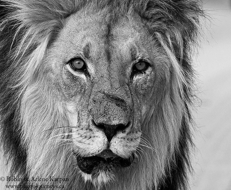 Lion, Kgalagadi Transfrontier Park, South Africa