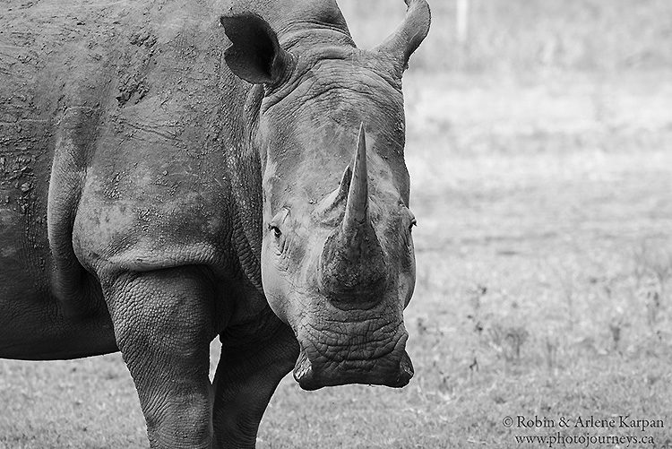 White rhino, Marakele National Park, South Africa.