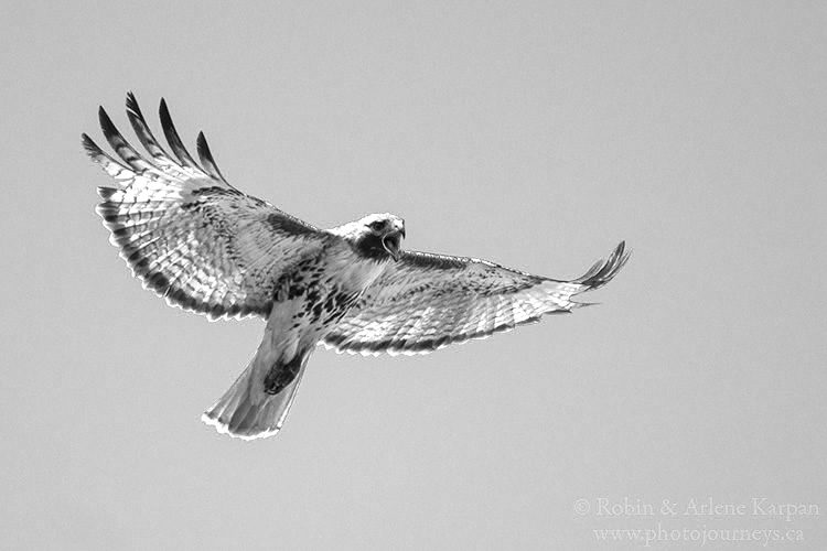 Red-tailed hawk, Thickwood Hills, Saskatchewan