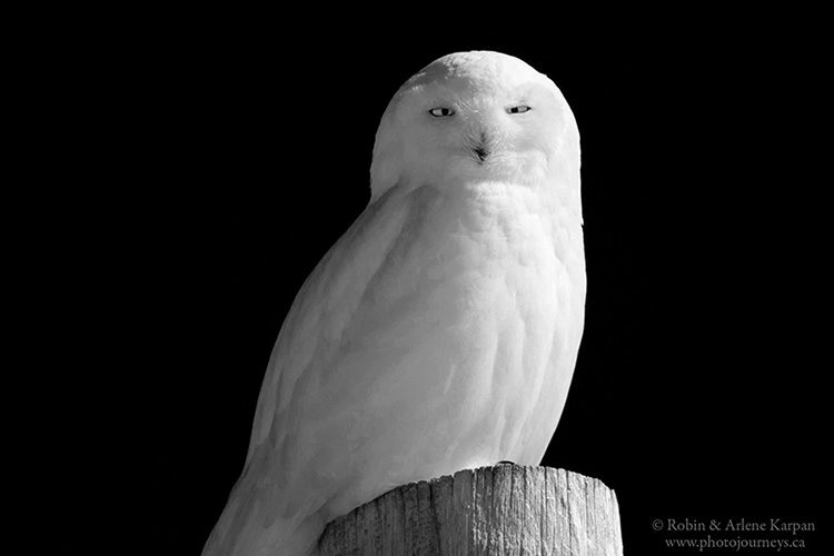 Snowy owl west of Saskatoon, Saskatchewan.