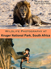 PIN for blog posting on www.photojourneys.ca on Wildlife Photography at Kruger National Park, South Africa