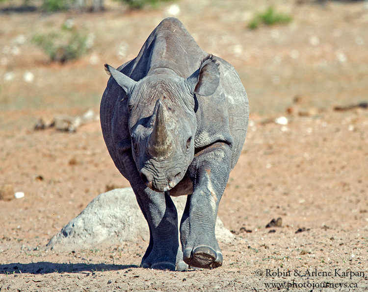 Black Rhino, Etosha National Park, Namibia.