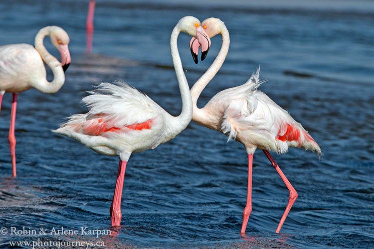 Greater Flamingos, Walvis Bay Lagoon, Namibia