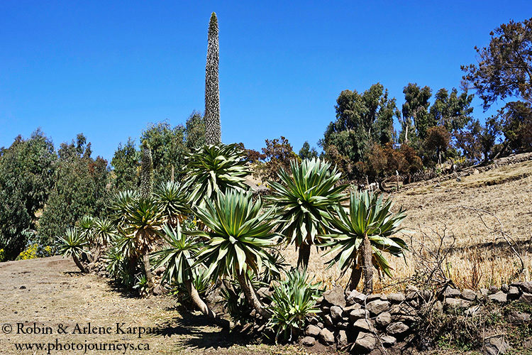 Giant lobelia, Simien Mountains, Ethiopia from photojourneys.ca