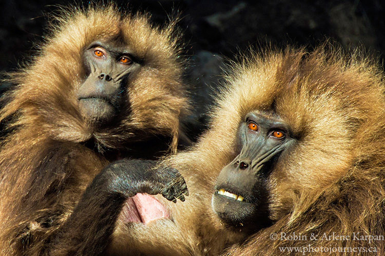 Gelada baboons, Simien Mountains, Ethiopia from photojourneys.ca