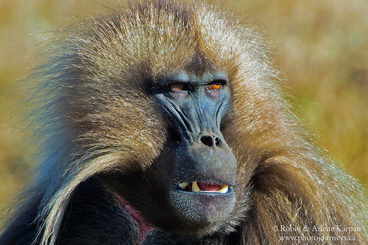 Gelada baboon, Simien Mountains, Ethiopia from photojourneys.ca