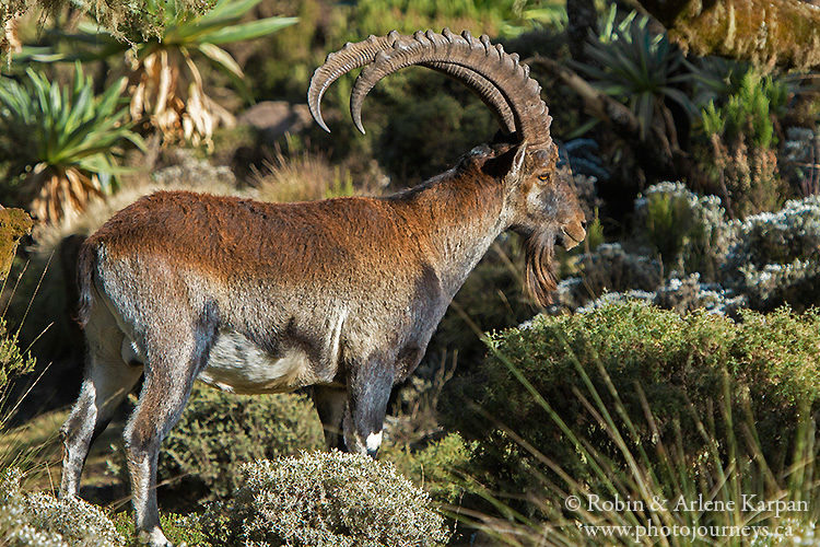 Walia ibex, Simien Mountains, Ethiopia from photojourneys.ca