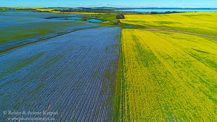 Flax and canola, Saskatchewan