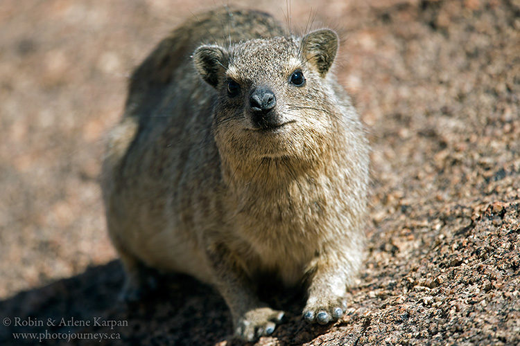 Dassie, Spitzkoppe, Namibia from photojourneys.ca