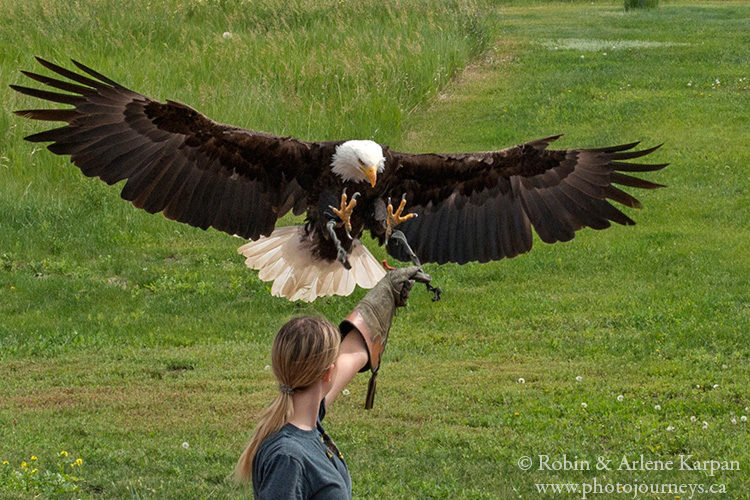 Alberta Birds of Prey Centre, Coaldale, Alberta