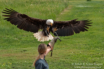 Alberta Birds of Prey Centre