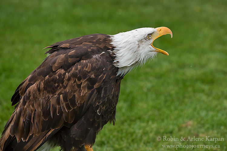 Bald eagle, Alberta Birds of Prey Centre, Coaldale, AB