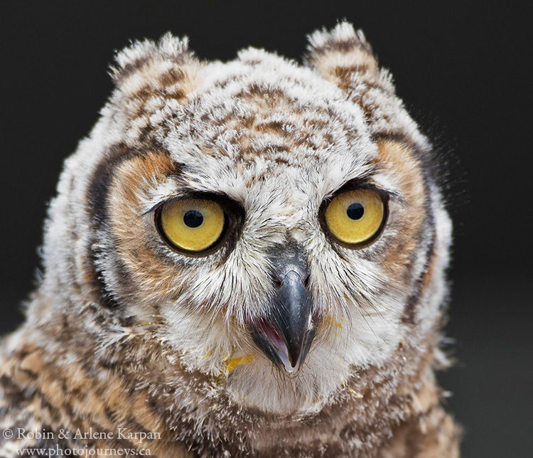 Great Horned owl, Alberta Birds of Prey Centre, Coaldale, AB