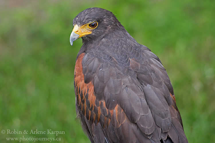 Harris's hawk, Alberta Birds of Prey Centre, Coaldale, AB