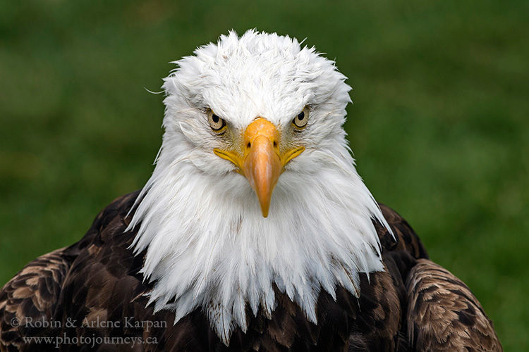 Alberta Birds of Prey Centre, Coaldale AB