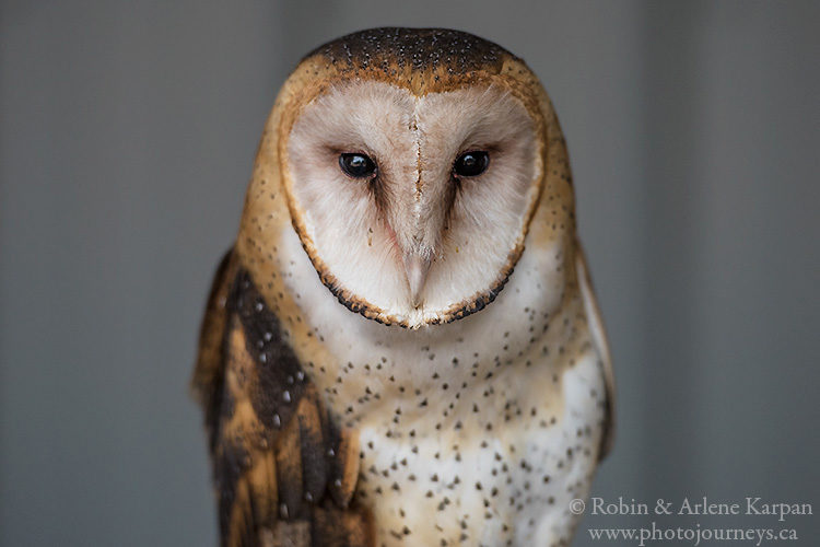 Alberta Birds of Prey Centre, Coaldale AB