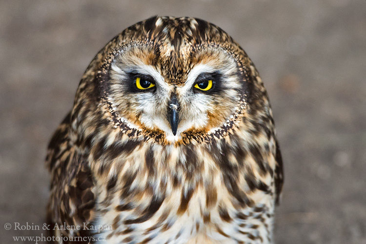 Short-eared owl, Alberta Birds of Prey Centre, Coaldale, AB