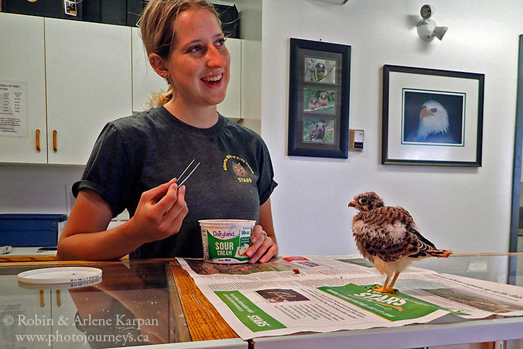 Alberta Birds of Prey Centre, Coaldale AB