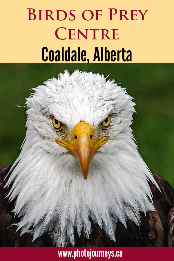 Alberta Birds of Prey Centre - Photo Journeys