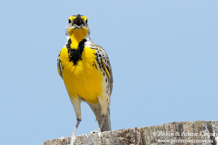 Meadowlark, Saskatchewan