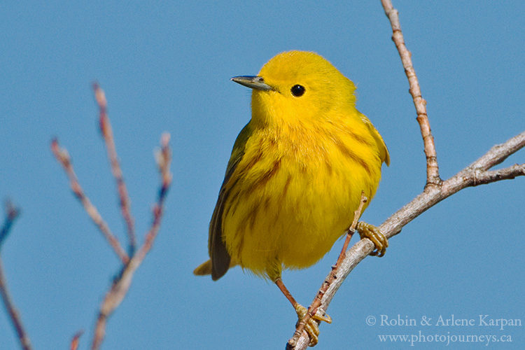 Male yellow warbler, Saskatchewan