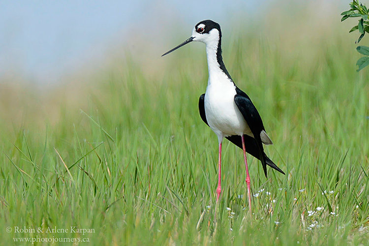 Black-necked stilt, Saskatchewan