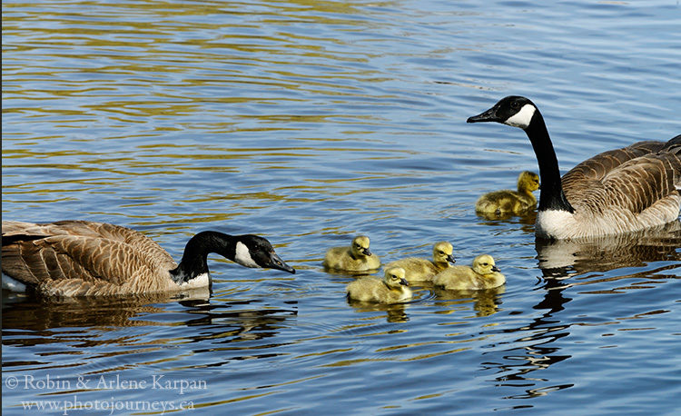 Canada geese, Saskatchewan