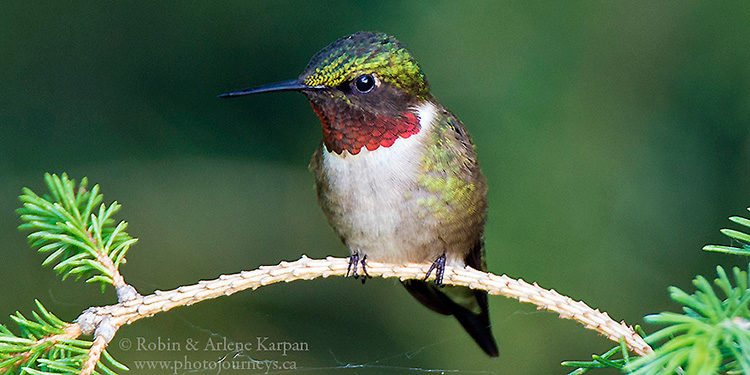 Male Ruby-throated Hummingbird, Saskatchewan