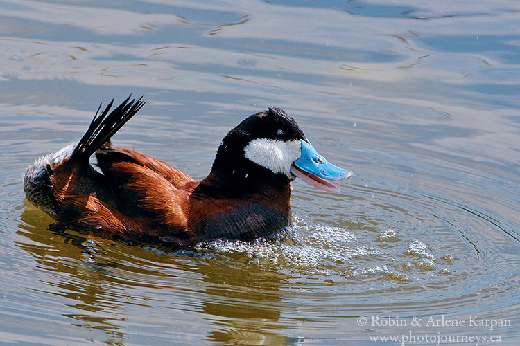 Male ruddy duck with his bubbles and belching routine, Saskatchewan