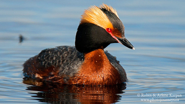 Horned grebe, Saskatchewan