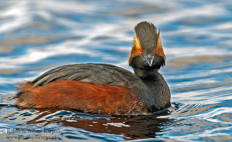 Eared grebe, Saskatchewan