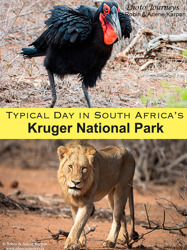 A Typical Day in Kruger National Park, South Africa blog posting