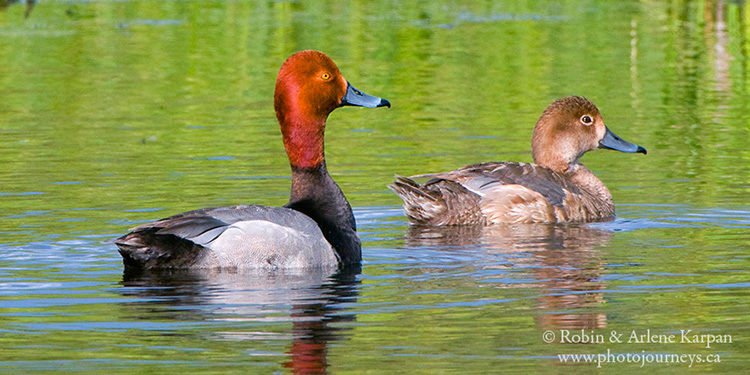 Redhead ducks, Saskatchewan