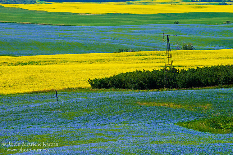 Canola and flax in bloom near Redberry Lake.