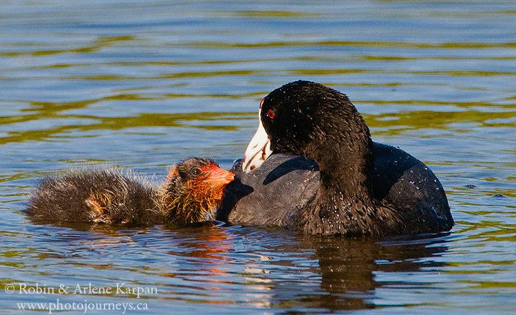 American coot and chick, Saskatchewan