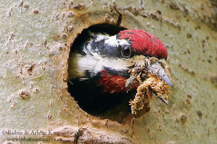 Yellow-bellied sapsucker, Saskatchewan