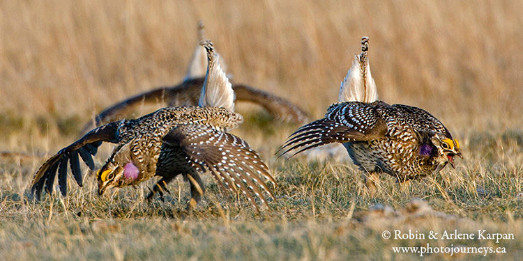 Sharp-tail grouse, Saskatchewan
