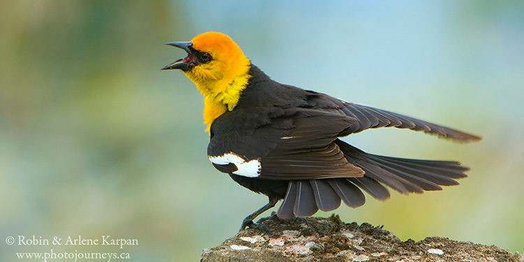 Yellow-headed blackbird, Saskatchewan