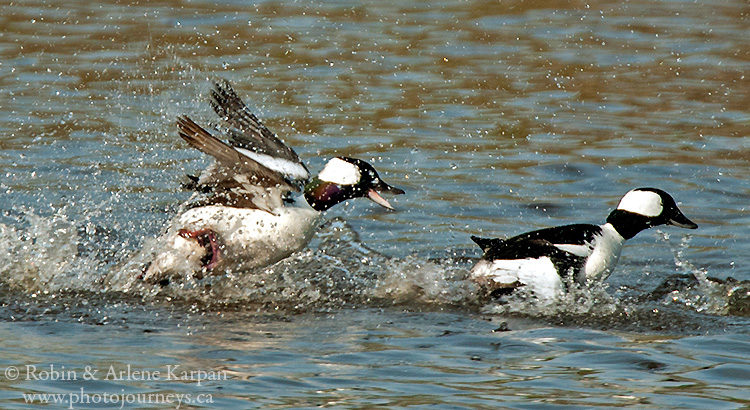 Buffleheads, Saskatchewan