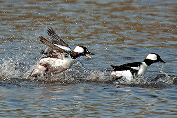 Buffleheads, Saskatchewan