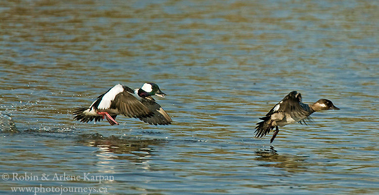 buffleheads, Saskatchewan