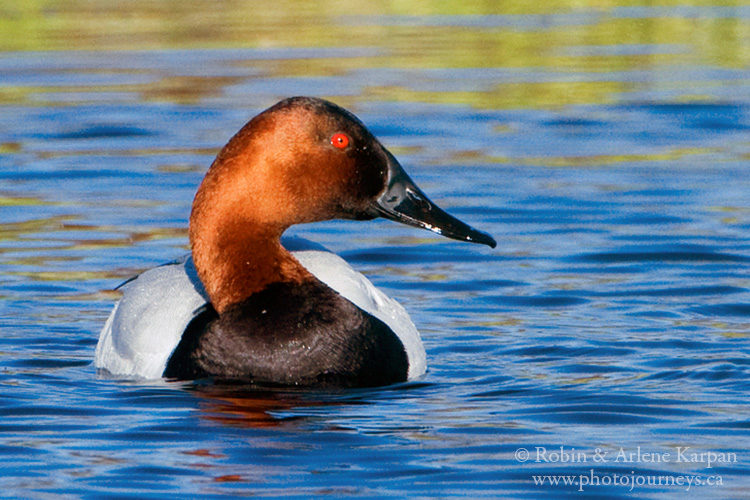 Male canvasback duck, Saskatchewan