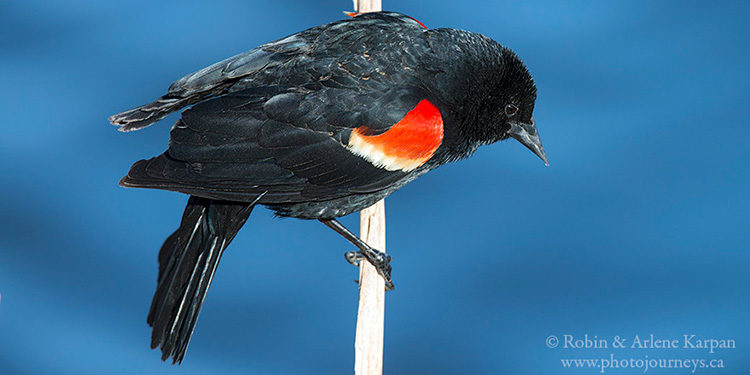 Red-winged blackbird, Saskatchewan